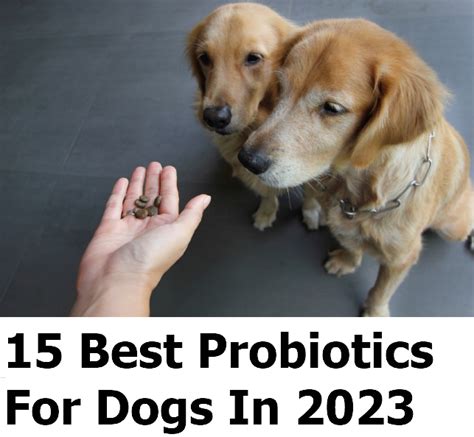 15 Best Probiotics For Dogs In 2023 — pmediamusic