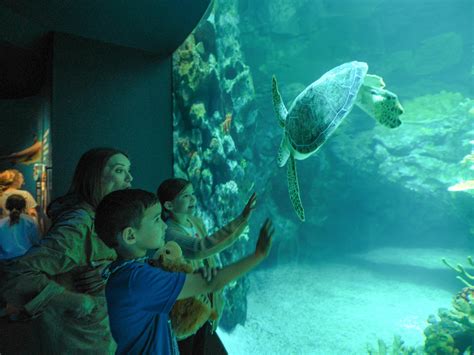 Houston Zoo’s Sea Turtle-Saving Summer - The Houston Zoo