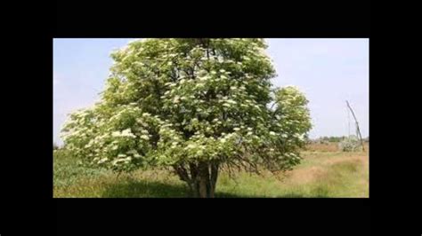 Tree Lore I. Elder (2013) - YouTube