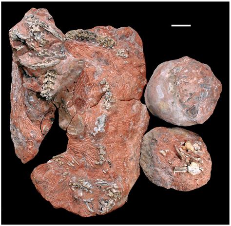 Unusual fossil reveals snake preying on baby dinosaur | Science Buzz