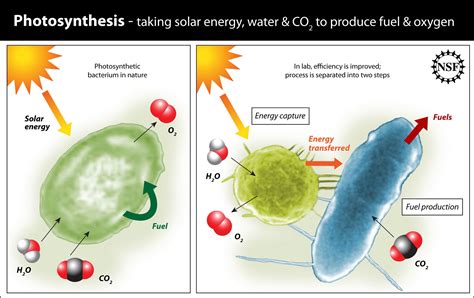 Improving Photosynthesis - California Academy of Sciences