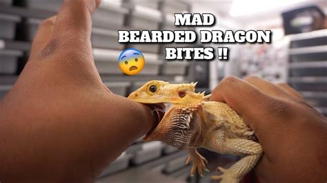 What Happens If A Bearded Dragon Bites You? - ReptileStartUp.com