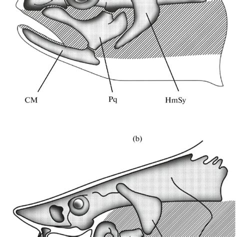 Ratios between the jaw arch and axial skull: (a) in all... | Download ...