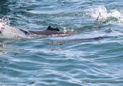 A pod of Humpback dolphins, 13 January 2020 - Dyer Island Cruises