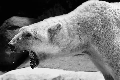 Polar bear roar | Lens: Canon EF 70-200mm f/4L USM Focal Len… | Flickr