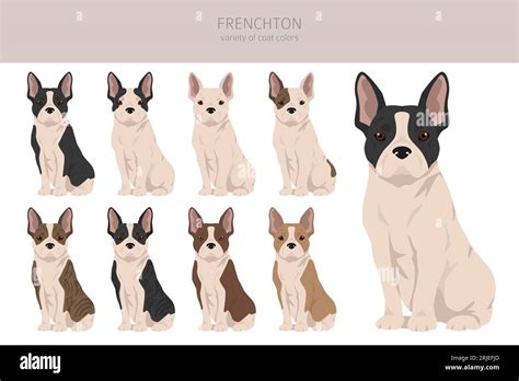 Frenchton clipart. French bulldog Boston terrier mix. Different coat ...