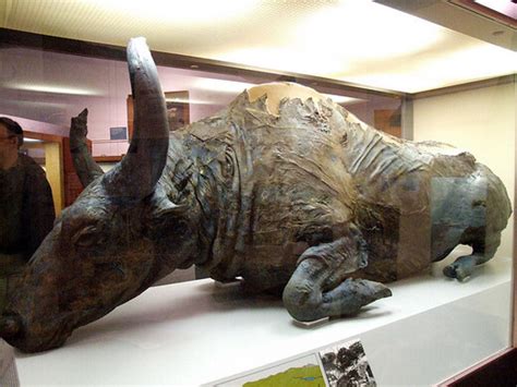 40,000-year-old steppe bison skull was so well preserved in the Alaskan ...