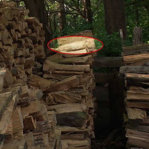 Hidden Cat Is in This Photo With Wood and Almost No One Can Find It