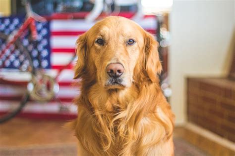 19 Best Service Dog Breeds [And How To Pick The Right One]