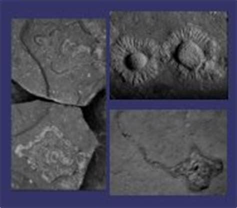 Precambrian Fossils