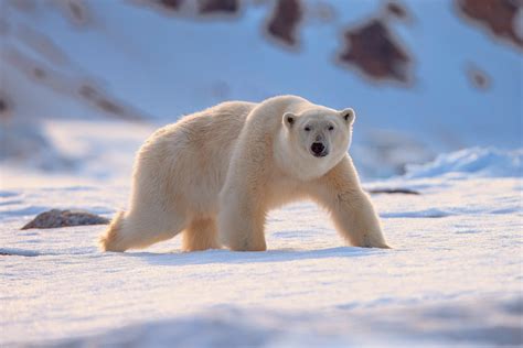 Scientists unravel the secrets of polar bear fur - Earth.com