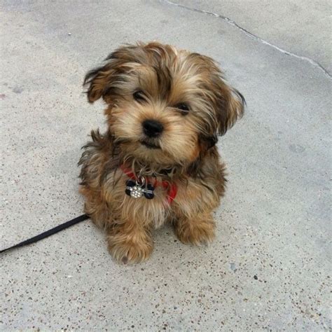 Shorkie | Yorkie..Parti Yorkie..Morkie..Shorkie | Pinterest | Dog ...