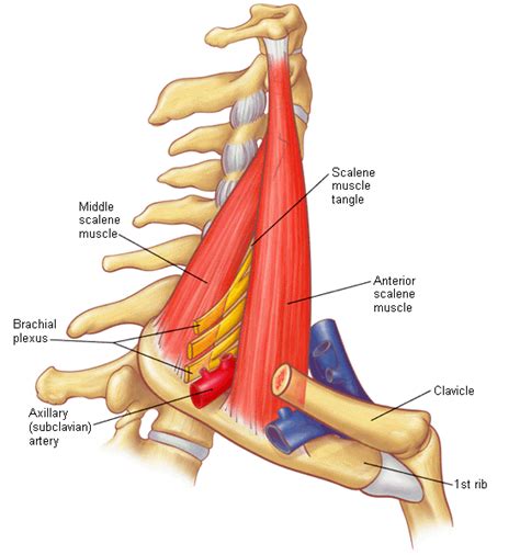 Image result for scalene triangle anatomy | Thoracic, Brachial, Cervical