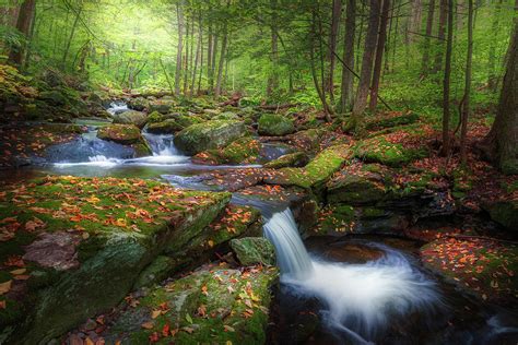 The Ethereal Forest Photograph by Bill Wakeley - Pixels