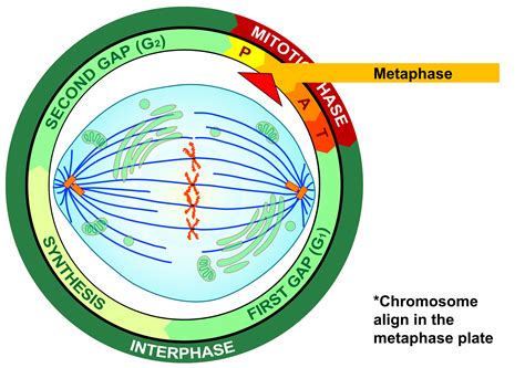 Mitotic Spindle In Mitosis Function at Ronald Jenkins blog