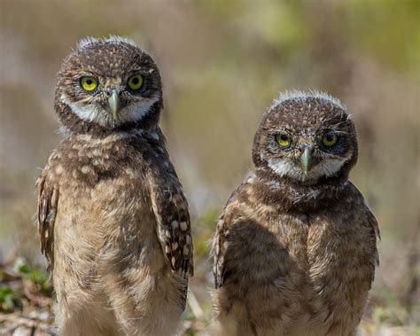 Shallow focus photography of two brown owls HD wallpaper | Wallpaper Flare