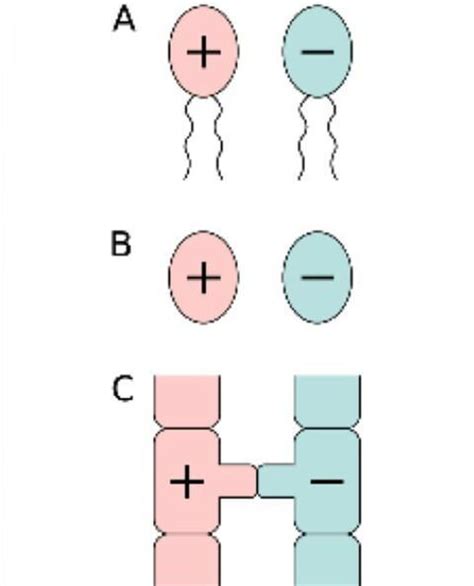 define isogamy with examples. - Brainly.in