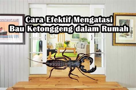 5 Cara Mengusir Ketonggeng dari Rumah Yang Ampuh dan Efektif - BanyakCara