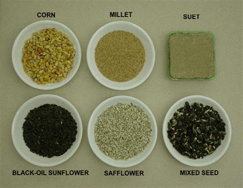 bird seed types