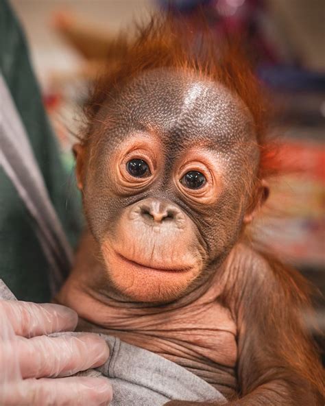 Baby Orangutan | Baby orangutan, Orangutan, Animals beautiful