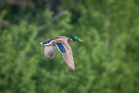 Wetland birds on Behance