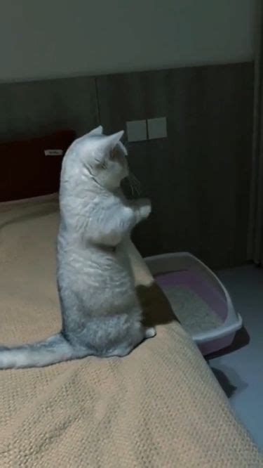 Hilarious cat thinks it's looking in the mirror! in 2023 | Funny cats ...