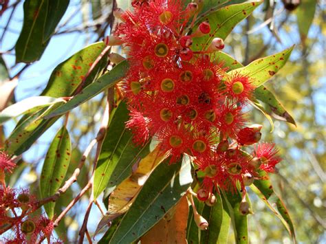 The Phytophactor: Friday Fabulous Flower - Red gum tree