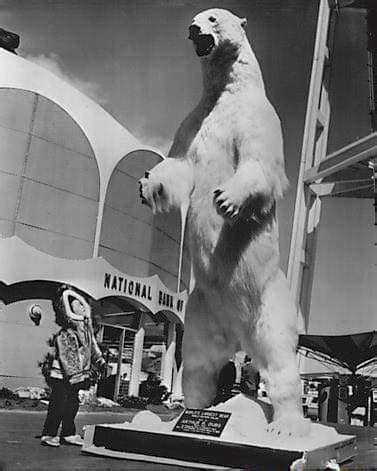 This is the largest polar bear ever recorded. From Kotzebue Sound ...