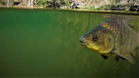 European carp population set to explode after floods, sparking fears for native species - ABC News