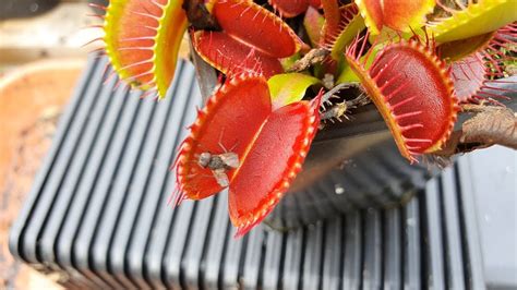 Venus Flytraps Feeding and Timelapse (300th video!!) - YouTube