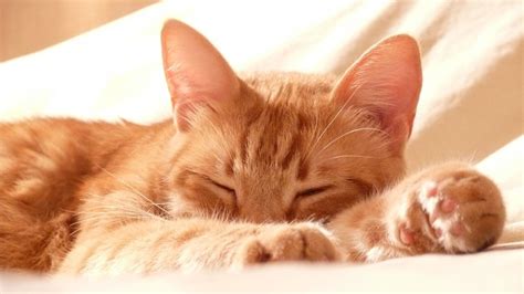 Are Cats Happy When They Purr - The Myths And Magic Of Purring