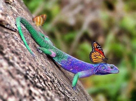 Mistress of Copper Mountain | Colorful lizards, Lizard, Colorful animals