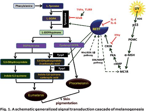 Figure 1 from Melanogenesis Inhibitors. | Semantic Scholar