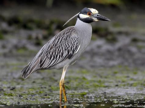 Birds of the Houston-Galveston Region - Gulf Coast Bird Observatory