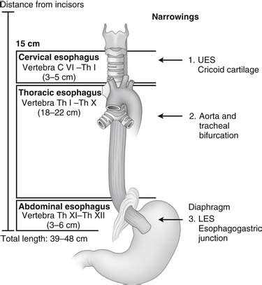 Esophagus Anatomy - Anatomical Charts & Posters