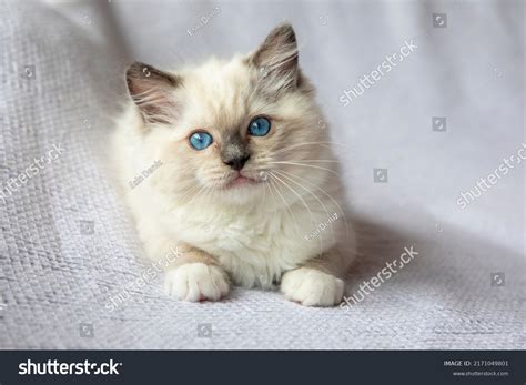 14,203 Gatto ragdoll Images, Stock Photos & Vectors | Shutterstock