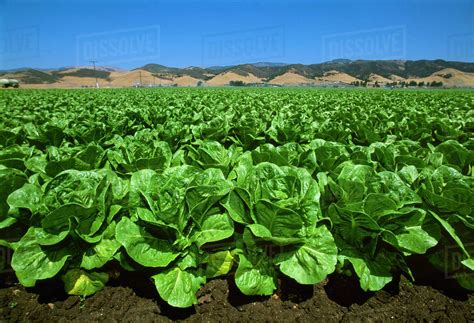Agriculture - Field of Romaine lettuce in midsummer, with the Coast Range in the background ...