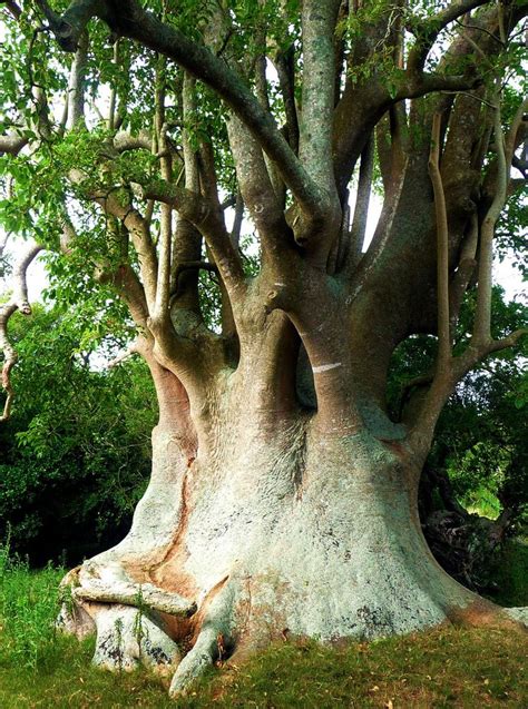 Did you know that there are bushes the size of large trees? In the Pampas grasslands in South ...