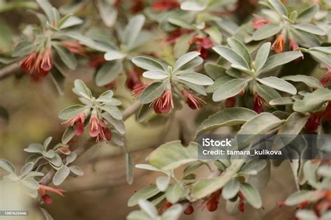 Flora Of Gran Canaria Flowering Teucrium Heterophyllum Species Of Germander Endemic To ...