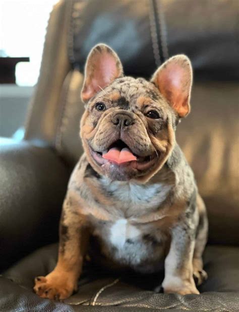 Merle French Bulldog puppies for sale | Merle Frenchie Puppy