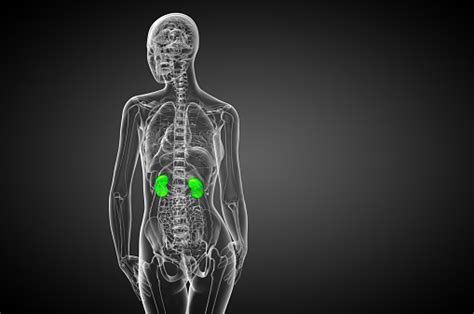 3d Membuat Ilustrasi Medis Ginjal Manusia Foto Stok - Unduh Gambar Sekarang - Anatomi, Bagian ...