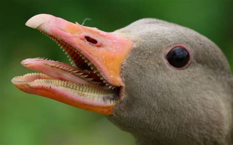 Do Geese Have Teeth? Interesting Facts - LearnPoultry