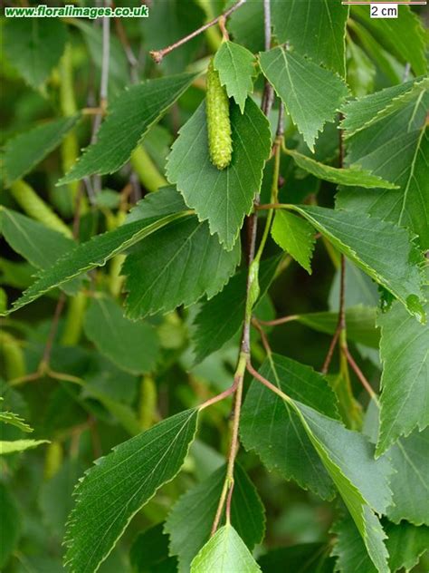 Betula pubescens, picture 19 of 19