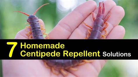 Brilliant Centipede Control Home Remedies