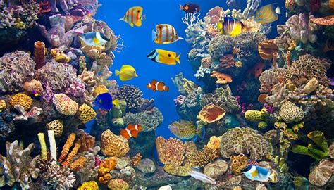 Definition of an Aquatic Ecosystem | Sciencing