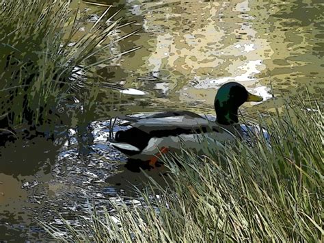 Duck Swimming In Pond Free Stock Photo - Public Domain Pictures