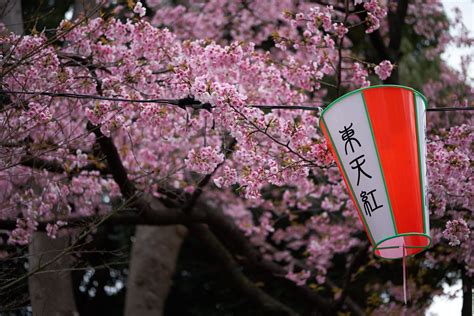 Ueno Cherry Blossom Festival 2022 | japanistry.com