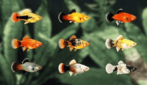 The Complete Guide to Platy Fish Varieties: Colors, Patterns, More