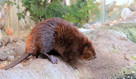 Les rêveries d'un promeneur solitaire: Beaver, roi des bricoleurs. Le castor c'est le plus fort