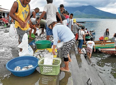 Fish kill hits Lake Buhi; P 2.1M worth of tilapia lost | Inquirer News